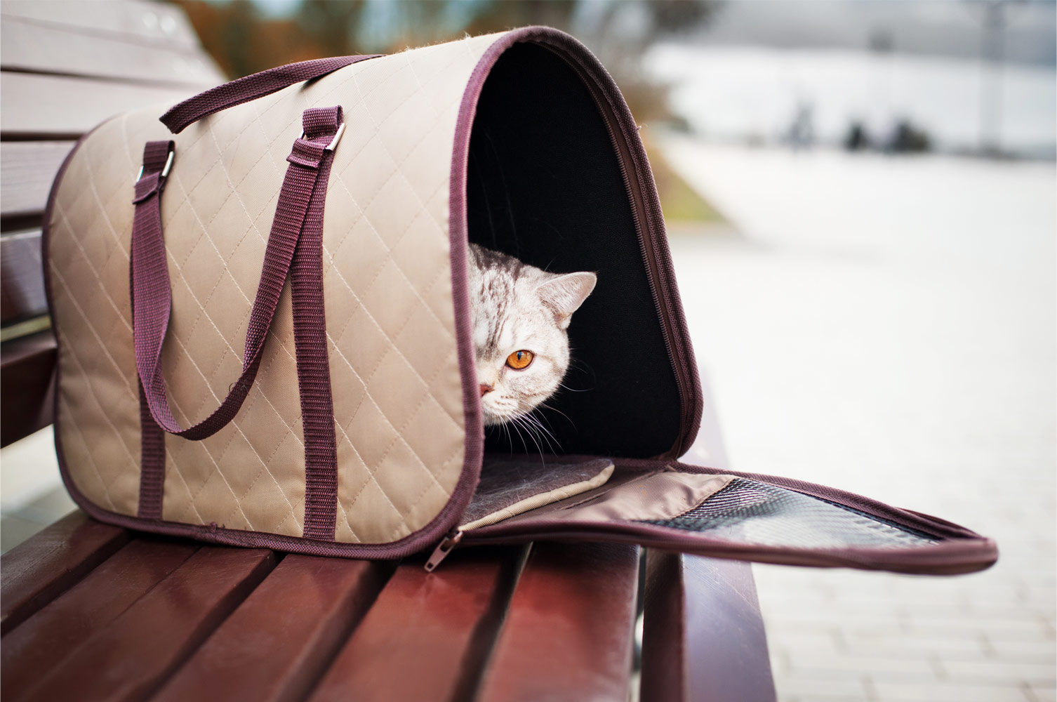 Low Fares and Tips on Pet Travel - Born Free - Fare Buzz Blog