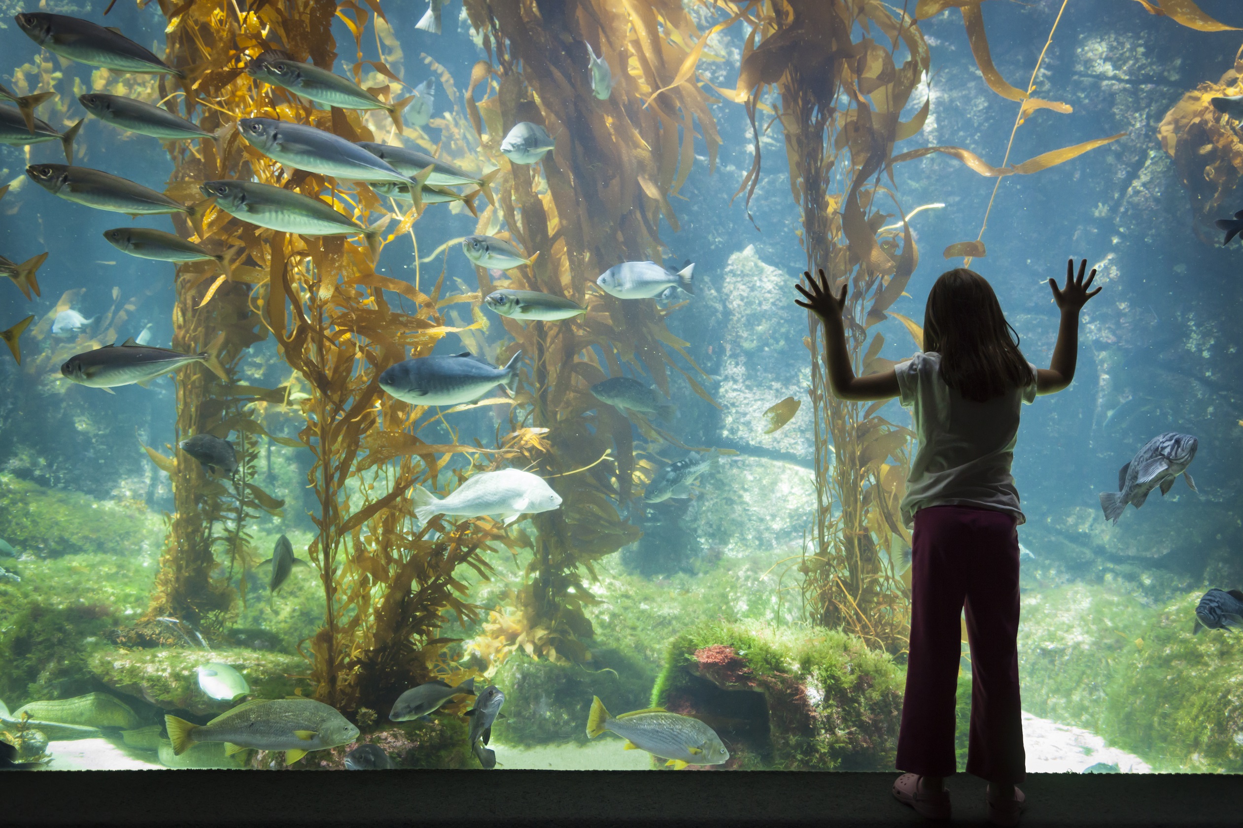 Honolulu Waikiki Aquarium