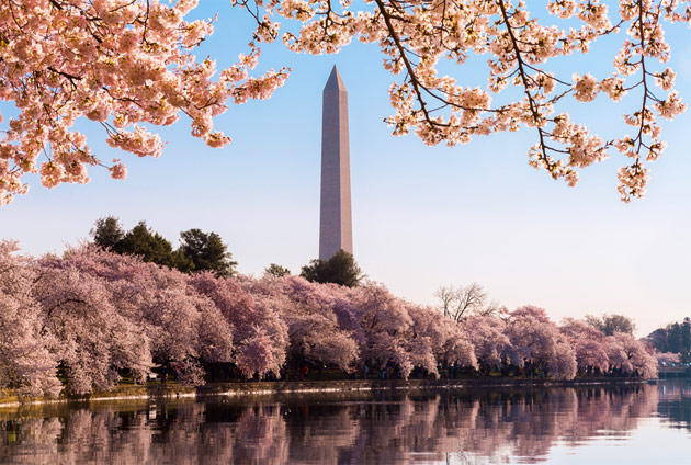 National Cherry Blossom Festival - Fare Buzz